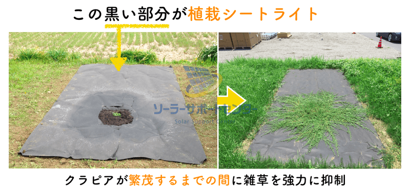 植栽シートライトの有無で雑草抑制の効果を比較した画像
