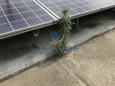 コンクリートによる太陽光発電所の雑草対策