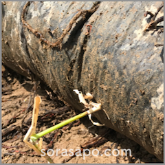劣化した防草シートを貫通するチガヤの茎