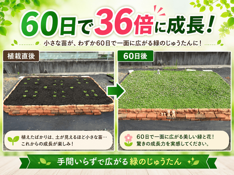 お庭のグランドカバークラピアの60日間の成長記録