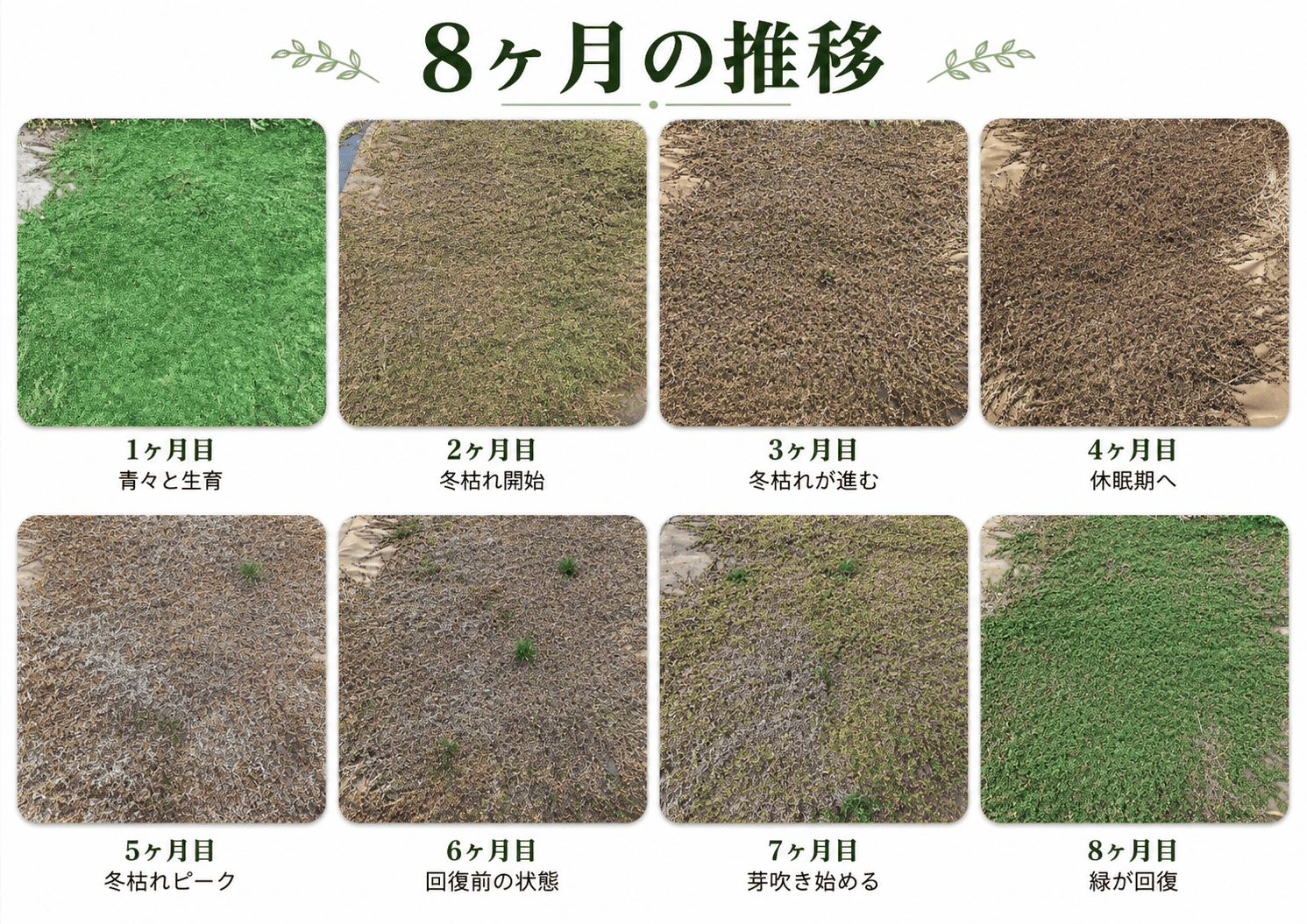 クラピア冬枯れの推移