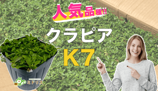 クラピアK7の特長4つ｜K5・K3との比較を販売店が大公開！