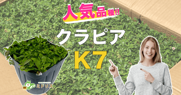 クラピアK7の特長4つ｜K5・K3との比較を販売店が大公開！