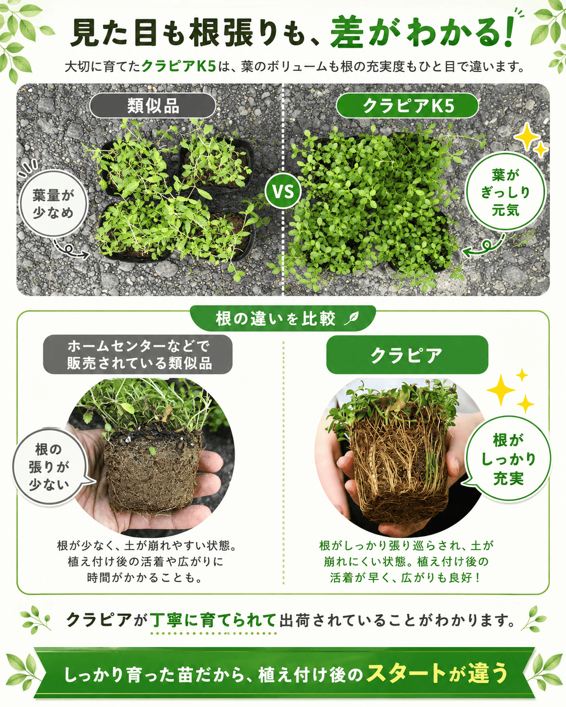 クラピアとリッピアの苗の状態の違い