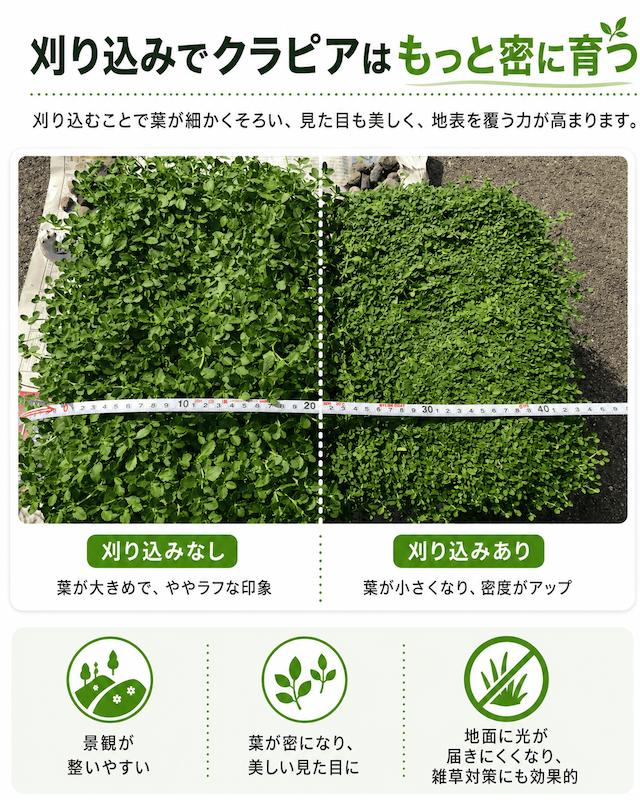 クラピアの刈り込みの有無の比較写真