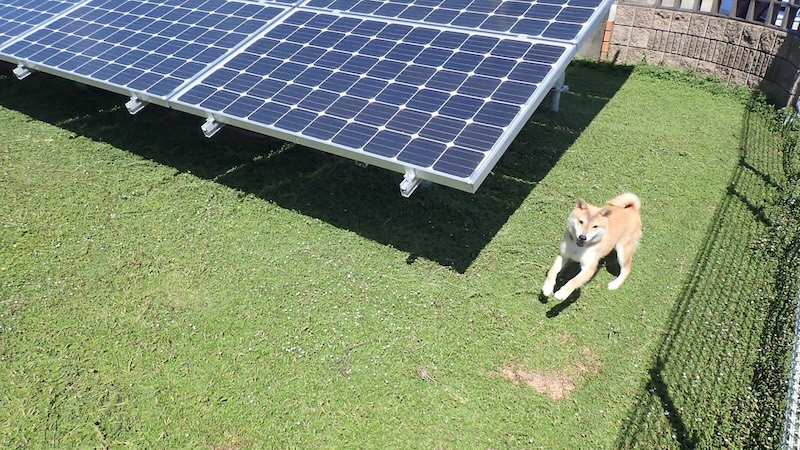 太陽光発電所に植栽したクラピア