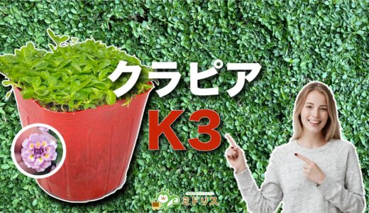 クラピアK3の特徴は7つ｜K5・K7との比較を大公開
