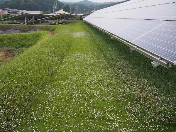 クラピアK５を植えた太陽光発電所の様子