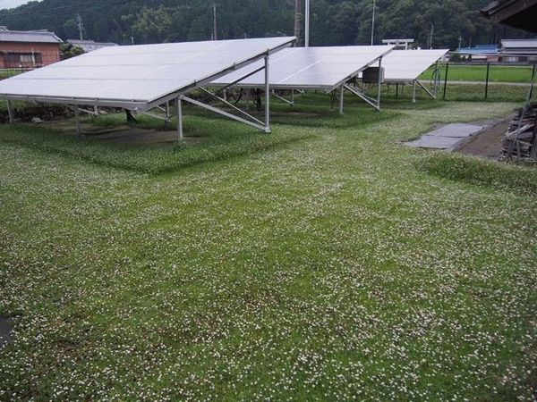 太陽光発電所に広がったクラピアK5を刈り込む前。全体に花が咲いている。