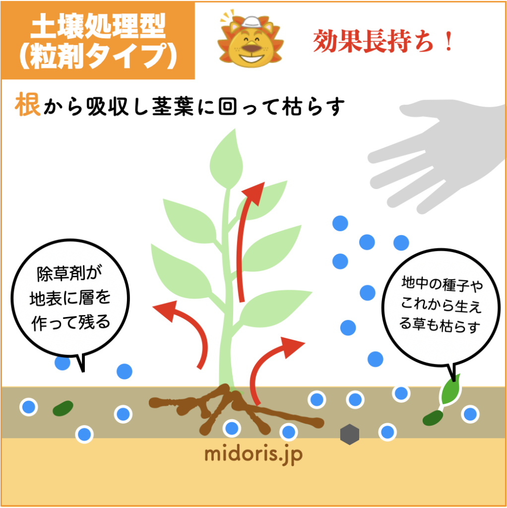 土壌処理型除草剤（粒剤）がどのように雑草を枯らすのかイメージ図