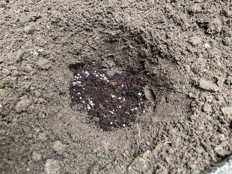 芝桜(シバザクラ)を植える穴に肥料を入れる
