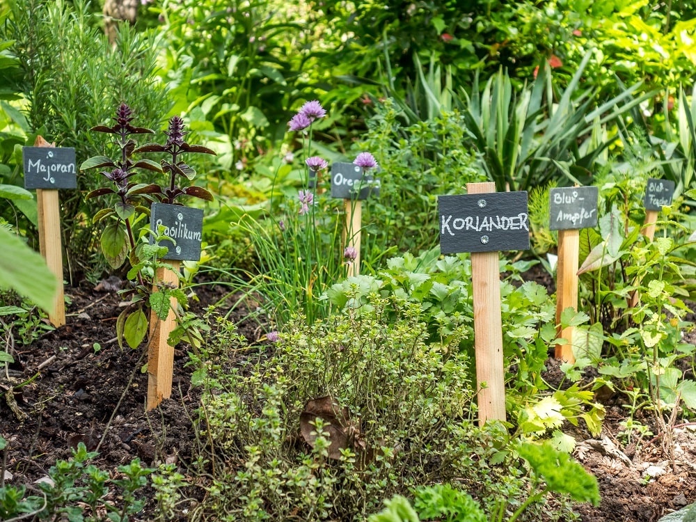 庭の虫除けに効果的な3つの方法 虫除けにおすすめのハーブも紹介 ミドリス 雑草対策クラピアの販売 施工