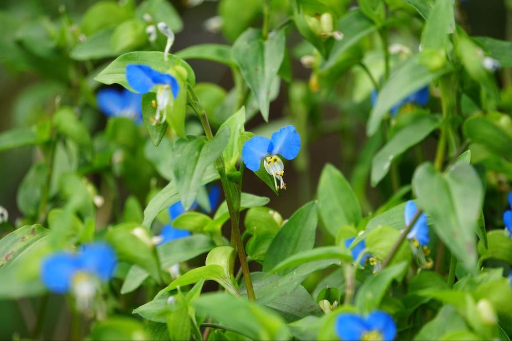 庭の雑草の種類一覧 効果的な除草方法と雑草対策を徹底解説 Diy対応 ミドリス 雑草対策クラピアの販売 施工