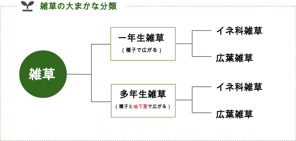 庭の雑草の種類一覧 効果的な除草方法と雑草対策を徹底解説 Diy対応 ミドリス 雑草対策クラピアの販売 施工