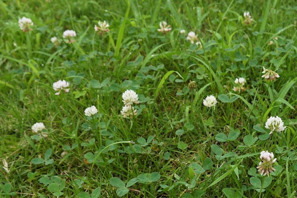 庭の雑草の種類一覧 効果的な除草方法と雑草対策を徹底解説 Diy対応 ミドリス 雑草対策クラピアの販売 施工