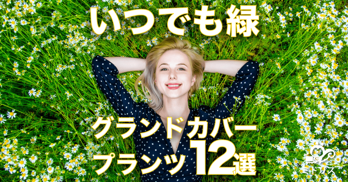 いつでも緑！常緑のおすすめグランドカバープランツ12選を目的別に解説