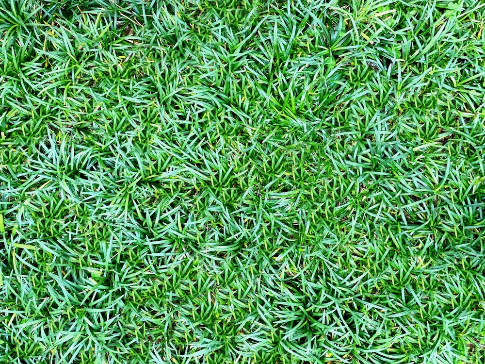 お庭に植える目的別 常緑のグランドカバープランツおすすめ１１選 ミドリス 雑草対策クラピアの販売 施工