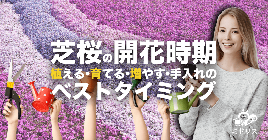 芝桜の開花時期と植える 育てる 増やす 手入れの適切な時期を解説 ミドリス 雑草対策クラピアの販売 施工