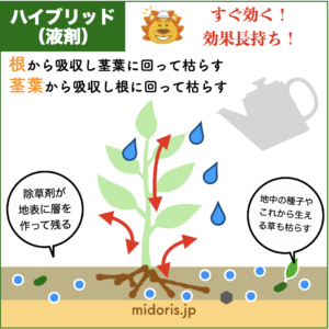 ハイブリッド除草剤(液剤)がどのように雑草を枯らすのかイメージ図