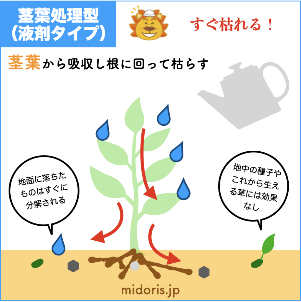茎葉処理型除草剤（液剤）がどのように雑草を枯らすのかイメージ図