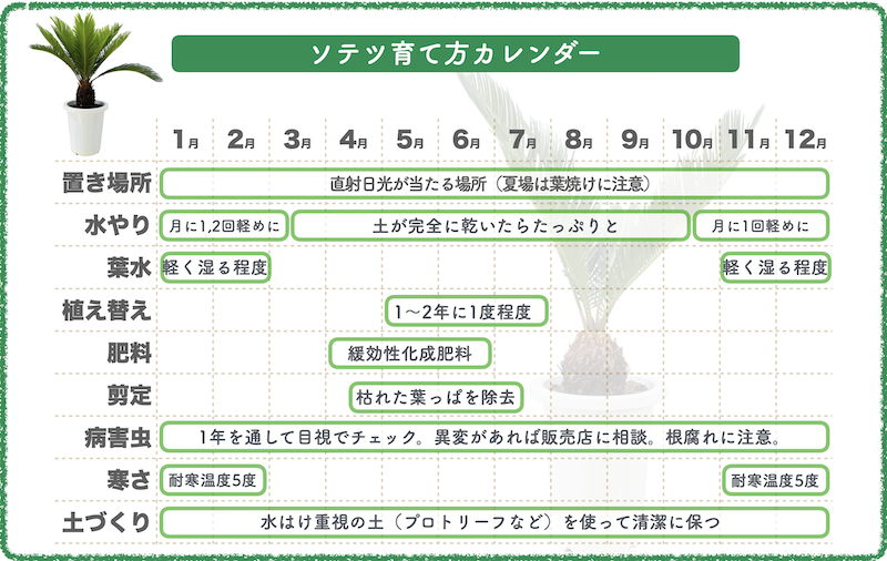 観葉植物 ソテツの育て方