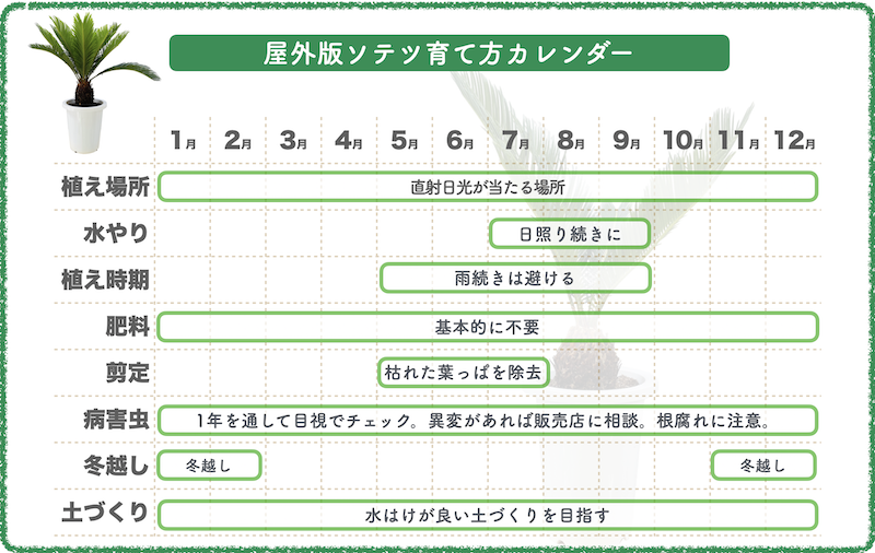 屋外でのソテツの育て方