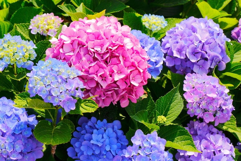 ピンクや青、紫など鮮やかな梅雨時期の風物詩「アジサイ」