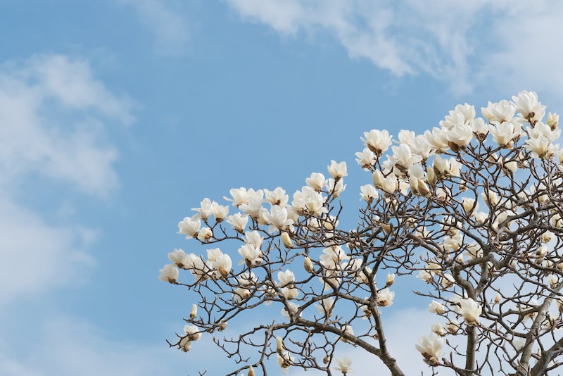 丸みを帯びた白い花が美しい「ハクモクレン」