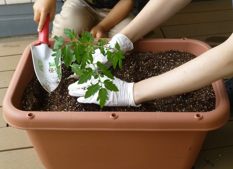 野菜の苗をプランターに植える