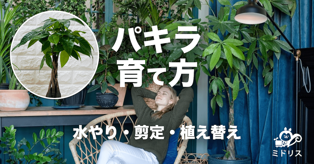 初心者も安心 パキラの育て方 水やりや剪定方法 植え替え等を解説 ミドリス 雑草対策クラピアの販売 施工