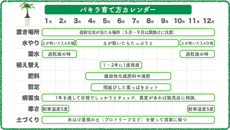 観葉植物パキラの育て方カレンダー