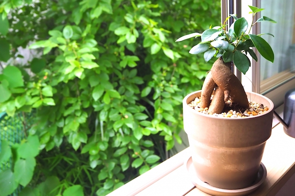 窓際の観葉植物ガジュマルの木