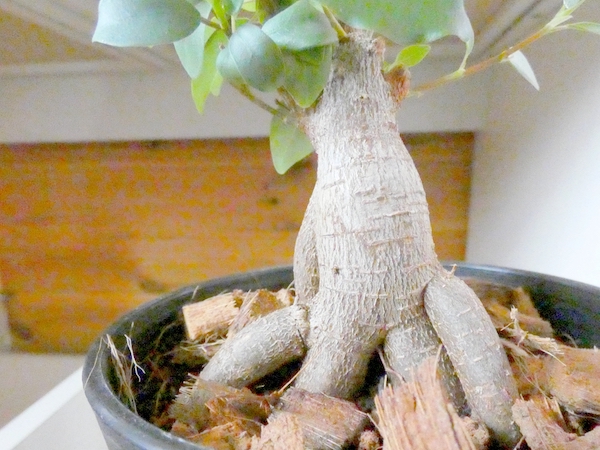 ガジュマルの木の根