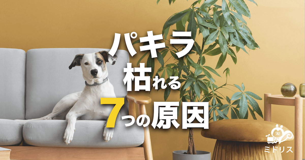 パキラが枯れる原因７つと対処法｜復活して元気に成長するための秘訣