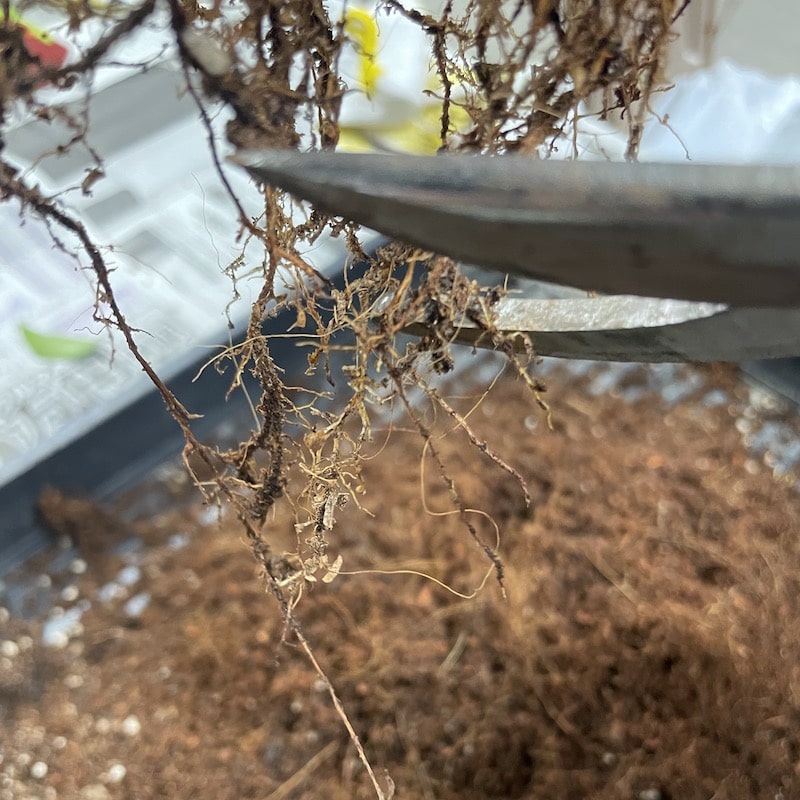 観葉植物ガジュマルの根の剪定