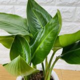 ストレリチア・オーガスタ（ニコライ）の葉っぱ