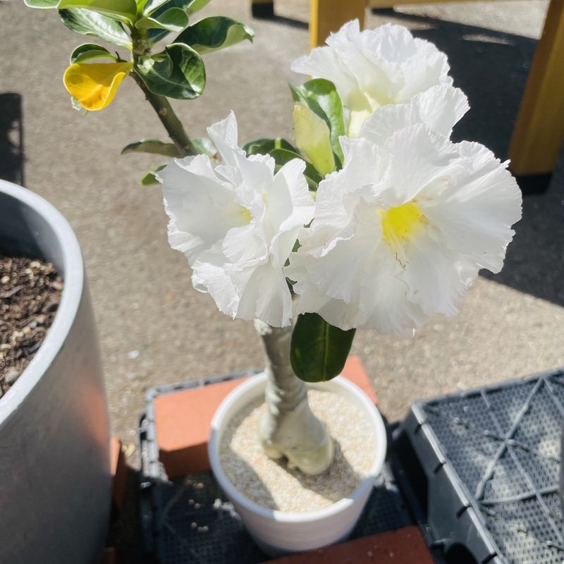 綺麗な白い花を咲かせたアデニウムオベスム