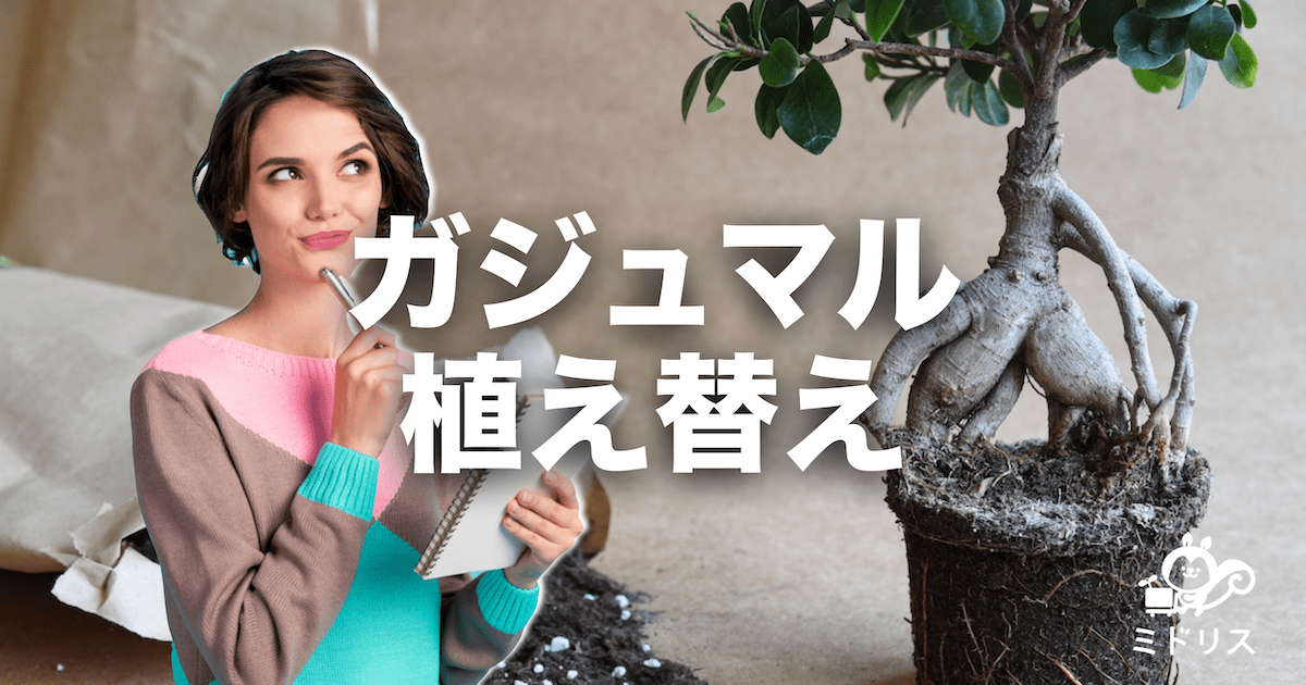 ガジュマルの植え替え方法 適切な時期 根の剪定方法などを徹底解説 ミドリス 雑草対策クラピアの販売 施工