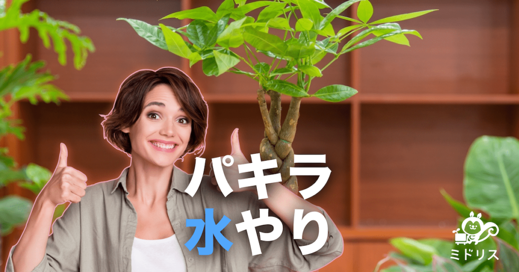 パキラの正しい水やり方法｜頻度や量、タイミングや葉水のコツまで解説