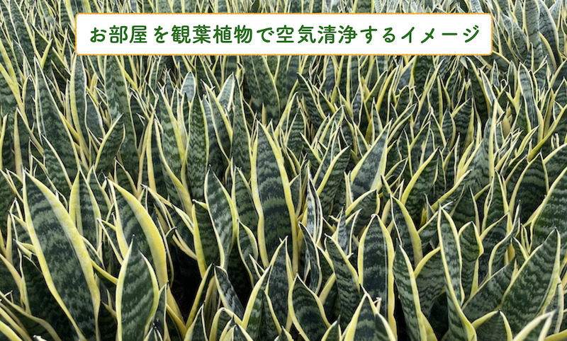 観葉植物で空気清浄をするイメージ