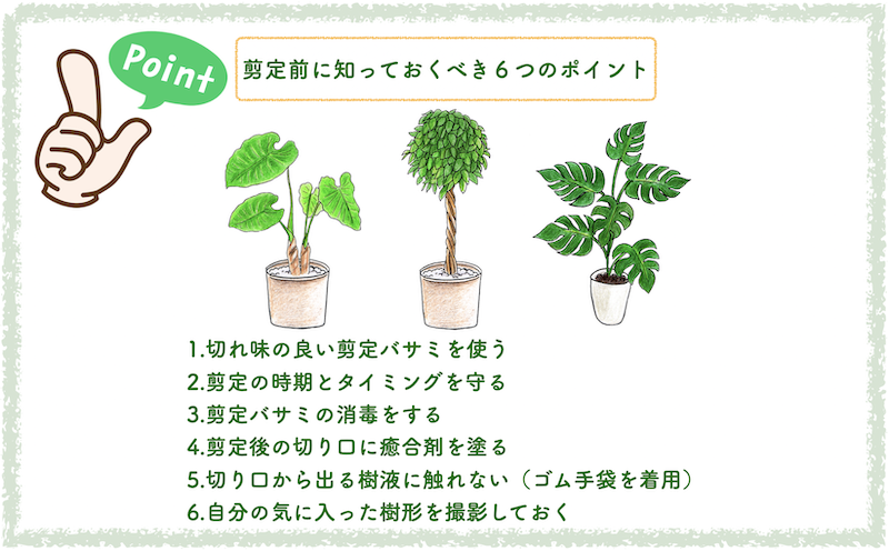 観葉植物の剪定前に知っておくべき６つのポイント