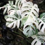 観葉植物　モンステラ　ボルシギアナ　ホワイトタイガー　斑入り品種
