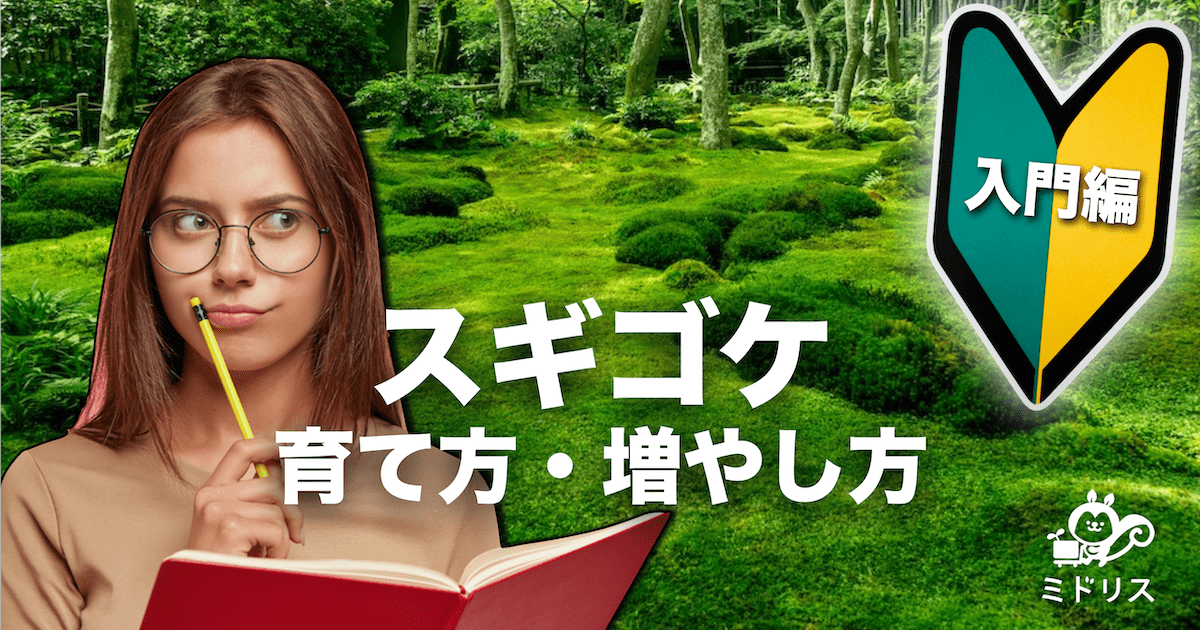 スギゴケ（杉苔）の特徴と苔庭やテラリウムなどでの育て方と増やし方を解説
