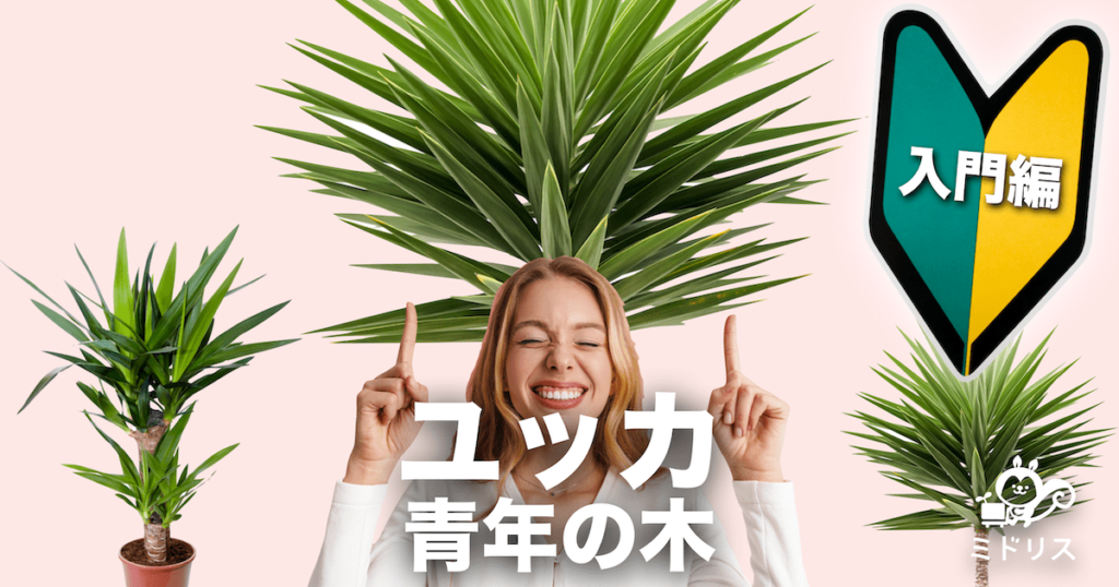 yucca-1024x538.png