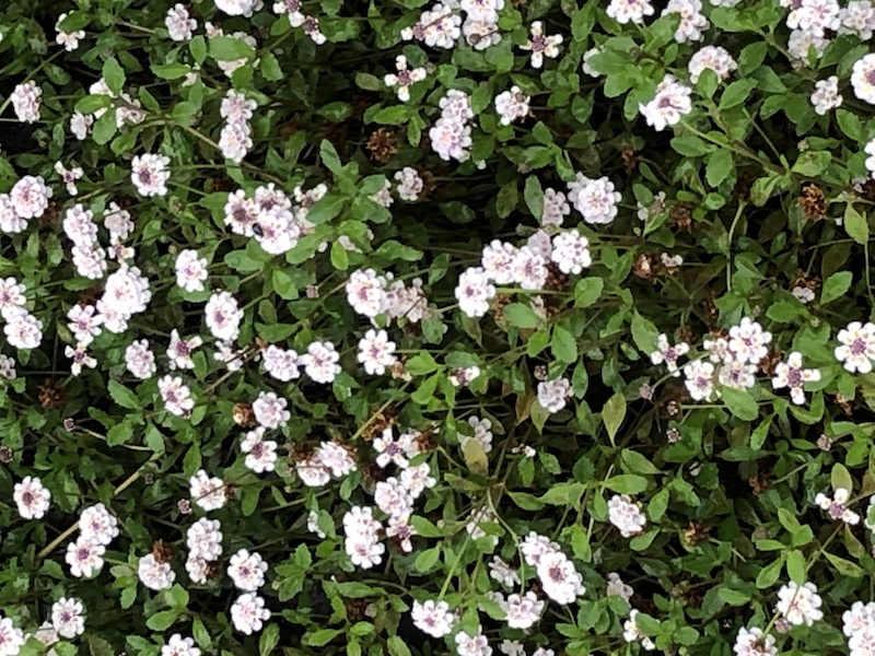 ヒメイワダレソウの白色の花