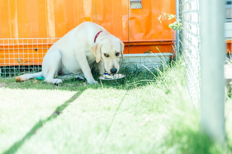 お庭のドッグランで水を飲む犬