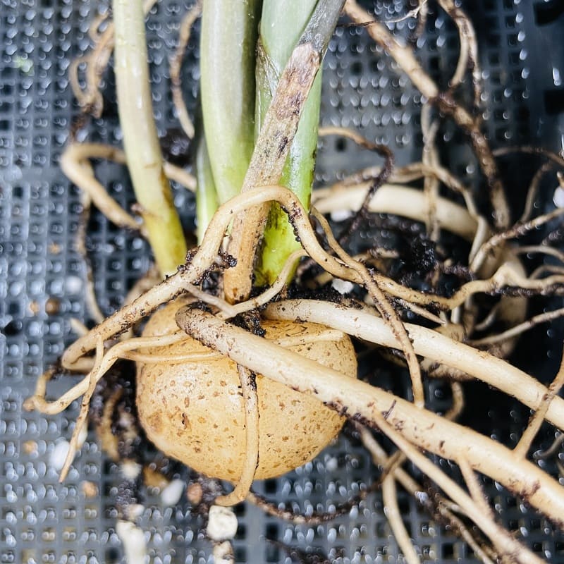 希少な観葉植物 ザミオクルカス・レイヴンの芋