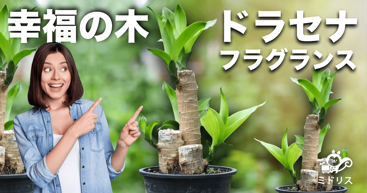 ドラセナフラグランスとは？人気の種類や育て方、枯れる原因を徹底解説