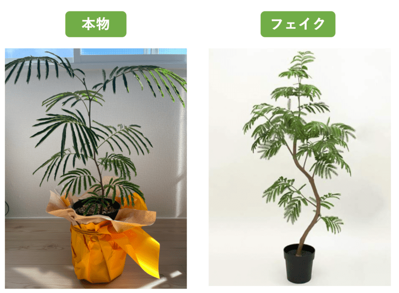 観葉植物　本物とフェイクの違い　樹形