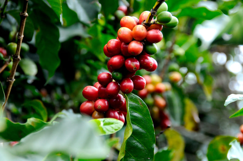 プレゼントやギフトに人気の観葉植物 コーヒーの木の実